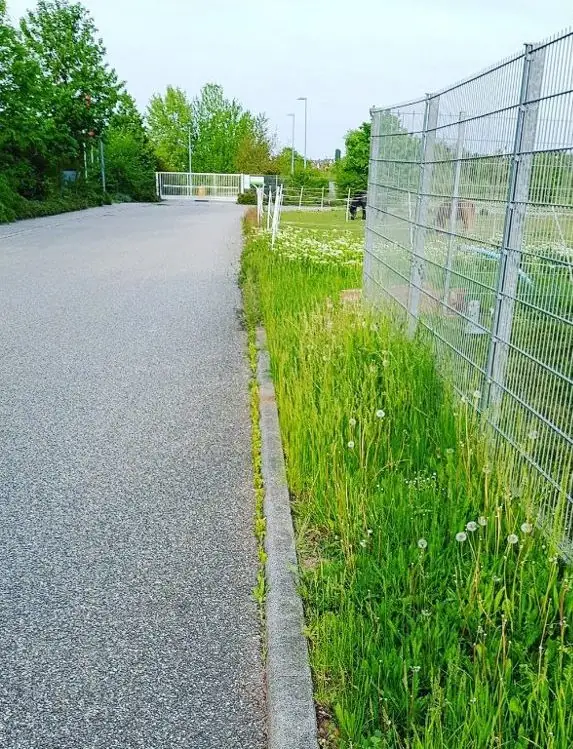 Zugewachsener Grünstreifen am Zaun vor der Pflege